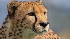 Nature Animals Speed cheetahs panthers