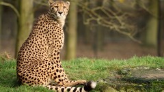 Nature Animals Speed cheetahs panthers