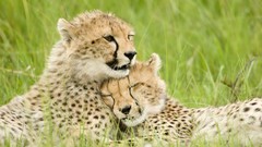 Nature Animals Speed cheetahs panthers