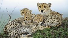Nature Animals Speed cheetahs panthers