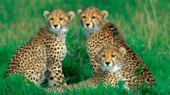 Nature Animals Speed panthers