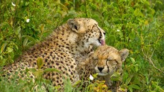 Nature Animals Speed panthers