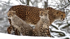 Nature Animals Speed panthers