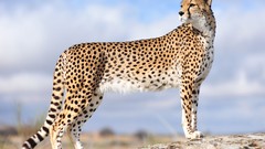 Nature Animals Speed panthers