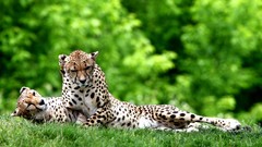 Nature Animals Speed panthers