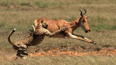 Nature Animals Speed panthers