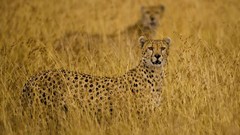 Nature Animals Speed panthers