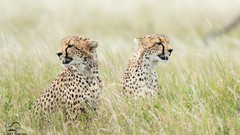 Nature Animals Speed panthers