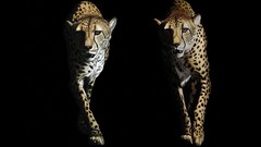 Nature Animals Speed panthers