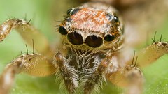 Nature Animals spiders insects arachnids