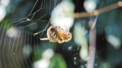 Nature Animals spiders spider