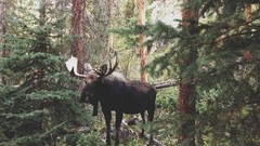 Nature Animals spruce elk forests pine trees