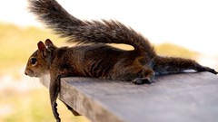 Nature Animals squirrels