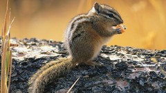 Nature Animals squirrels