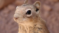 Nature Animals squirrels