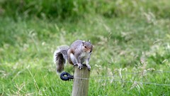 Nature Animals squirrels