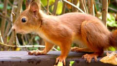 Nature Animals squirrels