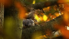Nature Animals squirrels