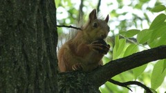 Nature Animals squirrels