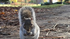 Nature Animals squirrels