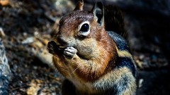 Nature Animals squirrels