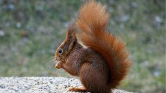 Nature Animals squirrels