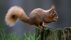 Nature Animals squirrels