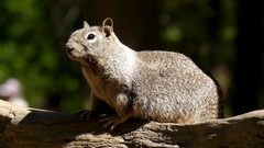 Nature Animals squirrels