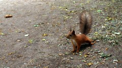 Nature Animals squirrels