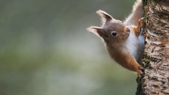Nature Animals squirrels