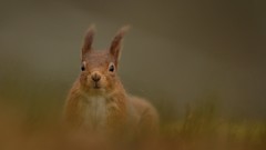 Nature Animals squirrels