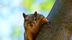 Nature Animals squirrels