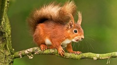 Nature Animals squirrels