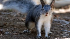 Nature Animals squirrels