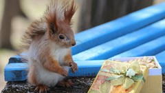 Nature Animals squirrels
