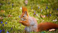 Nature Animals squirrels