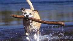 Nature Animals stick