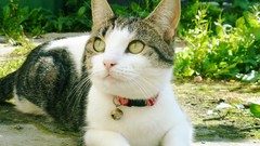 Nature Animals sun cats Kittens sunny natural pets skies