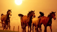 Nature Animals sun Horses running