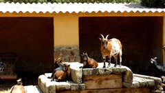 Nature Animals sun Portugal Wood Goats