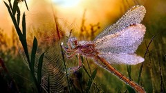 Nature Animals sun wings Plants dragonfly insects sun rays 