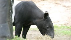 Nature Animals tapirs