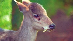 Nature Animals teeth deer fangs bokeh Mammals depth of field