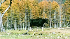 Nature Animals The Netherlands