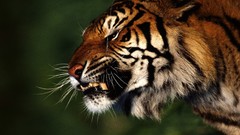 Nature Animals Tigers