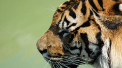 Nature Animals Tigers