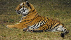 Nature Animals Tigers