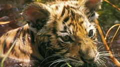 Nature Animals Tigers