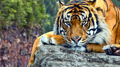 Nature Animals Tigers