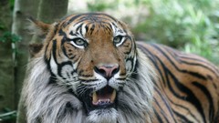 Nature Animals Tigers